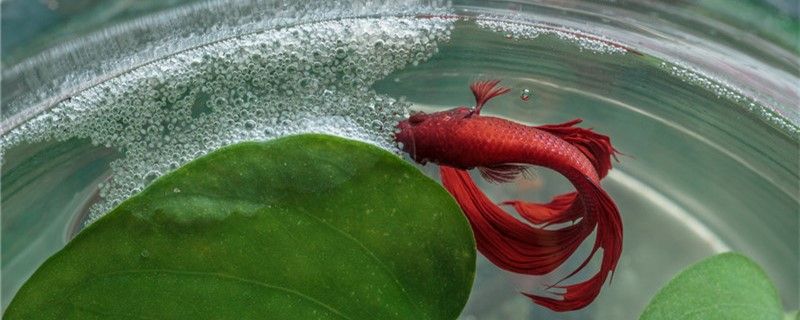 泰國斗魚一公一母會打架嗎可以混養嗎
