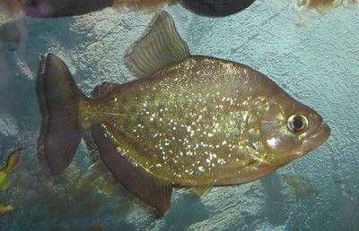 虎魚多大變黃：虎魚在特定大小時會變黃嗎？