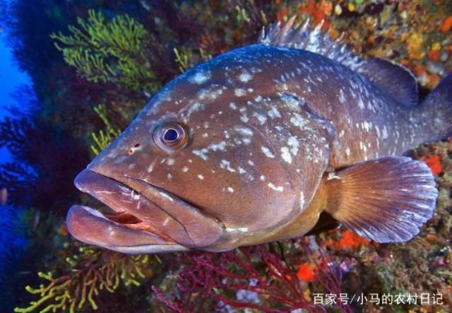 預防三紋虎魚真菌感染，三紋虎魚真菌感染對魚類健康和養殖業造成嚴重影響