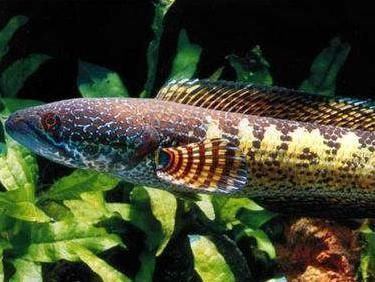 雷龍魚魚缸逃脫案例分析，雷龍魚逃脫后常見疾病預(yù)防雷龍魚逃脫后常見疾病預(yù)防