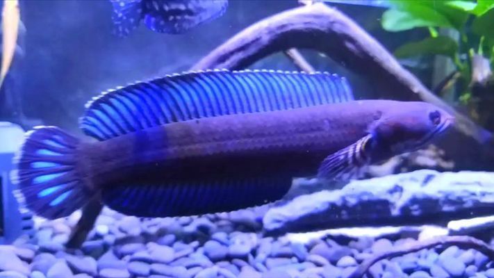 雷龍魚魚缸逃脫案例分析，雷龍魚逃脫后常見疾病預(yù)防雷龍魚逃脫后常見疾病預(yù)防