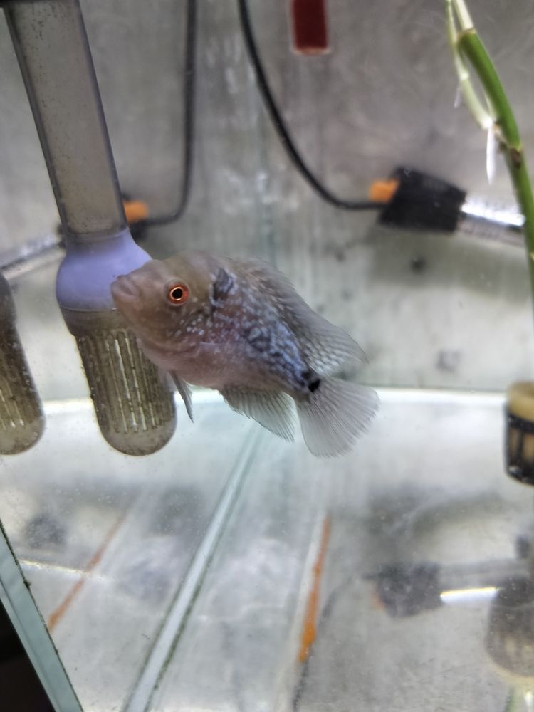 幫忙看看這是啥品種這是啥品種？@圈子小助手