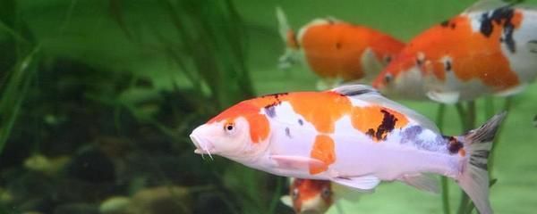 觀賞魚食用魚混養可以嗎（觀賞魚和食用魚混養的可能性之前需要了解觀賞魚和食用魚的基本特性） 觀賞魚食用魚混養可以嗎（觀賞魚和食用魚混養的可能性之前需要了解觀賞魚和食用魚的基本特性） 老魚匠 第3張