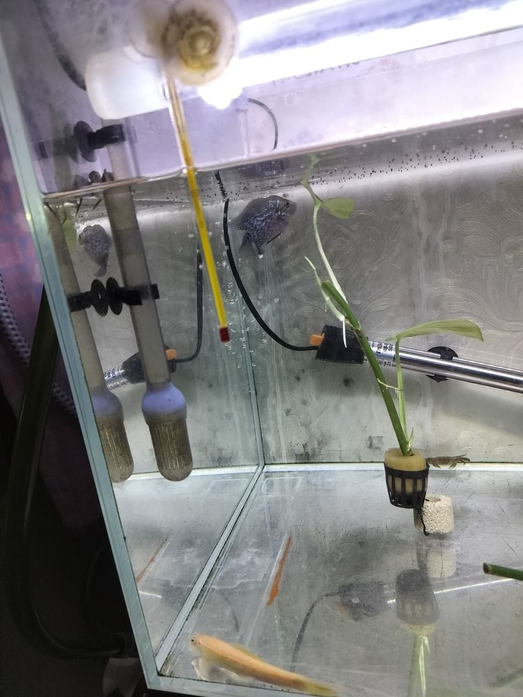 看看我的羅漢有潛力不