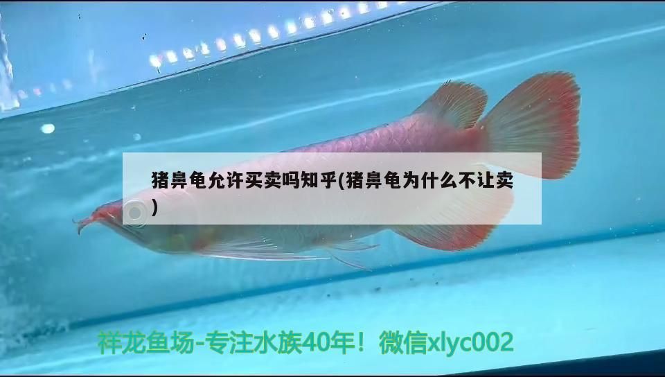 豬鼻龜允許買賣嗎知乎(豬鼻龜為什么不讓賣) 豬鼻龜允許買賣嗎知乎(豬鼻龜為什么不讓賣) 豬鼻龜百科