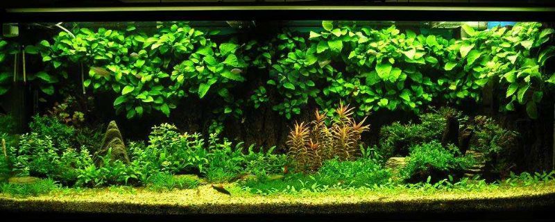 博特魚缸溢流區怎么拆卸：博特魚缸溢流區怎么拆卸博特魚缸溢流區怎么拆卸