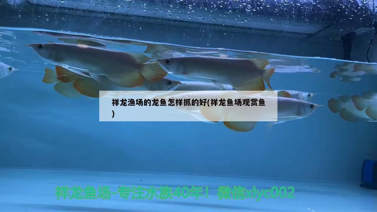 祥龍漁場的龍魚怎樣抓的好(祥龍魚場觀賞魚)
