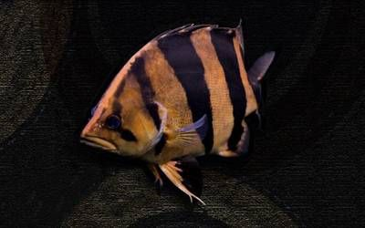 虎魚身上起紅斑怎么回事：虎魚身上出現(xiàn)紅斑可能是由于多種原因引起的，虎魚身上起紅斑怎么回事