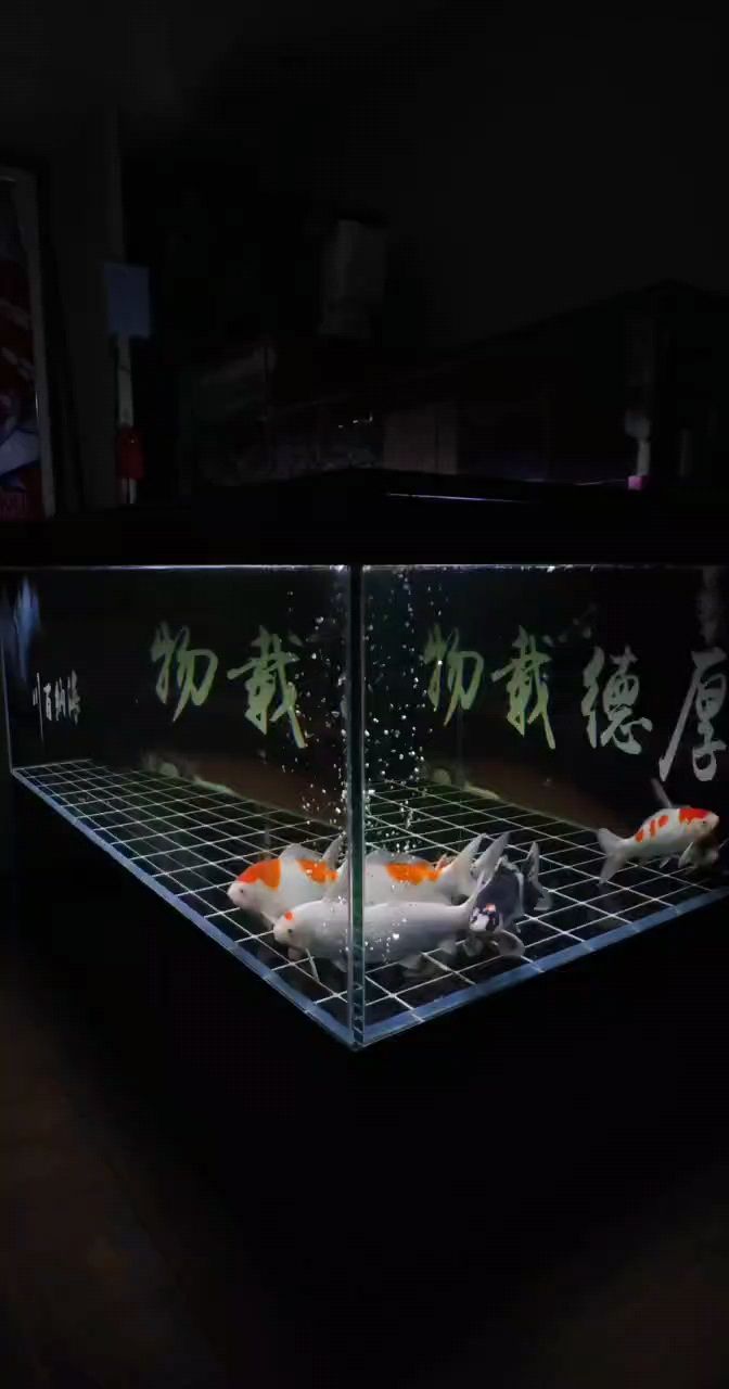 換成兩缸養(yǎng)了