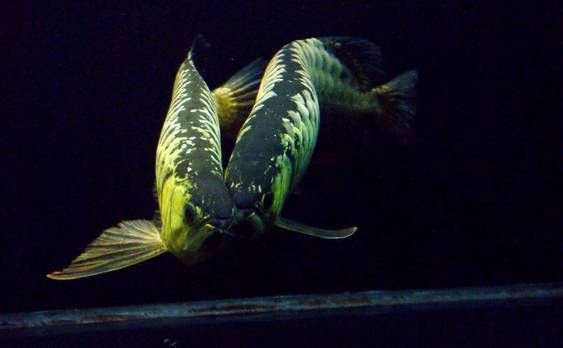 龍魚卡食怎么辦vs祥龍魚場：龍魚卡食怎么辦vs祥龍魚場口碑評價改善龍魚飲食習慣