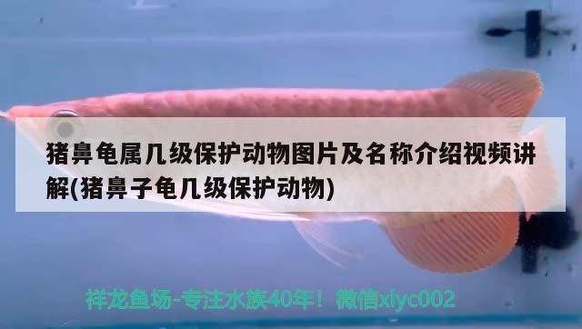 豬鼻龜屬幾級保護動物圖片及名稱介紹視頻講解(豬鼻子龜幾級保護動物)