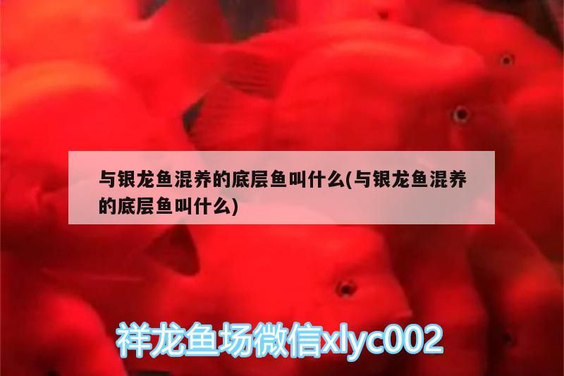 觀賞魚 與銀龍魚混養的底層魚叫什么(與銀龍魚混養的底層魚叫什么) 銀龍魚百科 與銀龍魚混養的底層魚叫什么(與銀龍魚混養的底層魚叫什么) 與銀龍魚混養的底層魚叫什么(與銀龍魚混養的底層魚叫什么) 銀龍魚百科