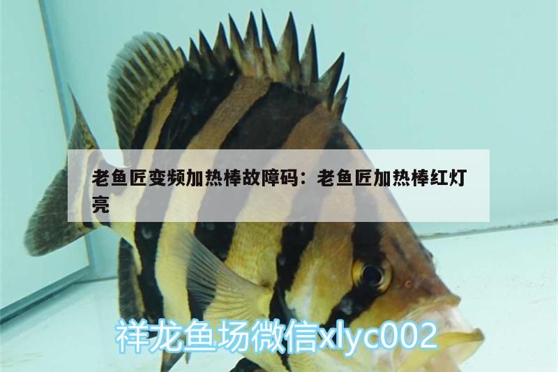 龍魚干蝦有營養嗎 老魚匠變頻加熱棒故障碼:老魚匠加熱棒紅燈亮 老魚匠 老魚匠變頻加熱棒故障碼:老魚匠加熱棒紅燈亮 老魚匠變頻加熱棒故障碼:老魚匠加熱棒紅燈亮 老魚匠