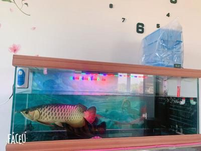 虎魚一天喂一次可以嗎：虎魚一天喂一次可以嗎虎魚一天喂一次可以嗎，需要注意什么