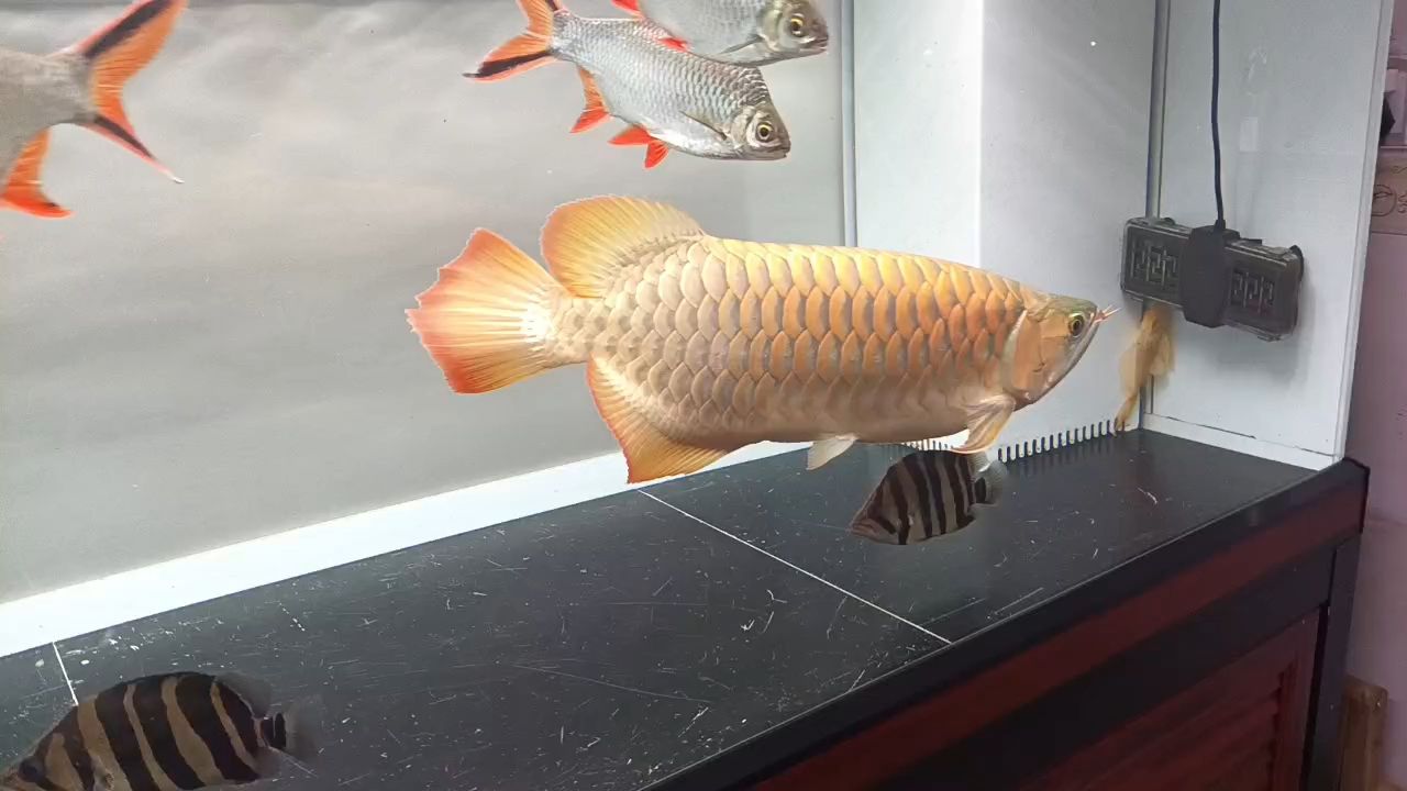 時間過得真快，紅龍入缸15個月了[ciya][ciya][ciya] 時間過得真快，紅龍入缸15個月了[ciya][ciya][ciya] 龍魚論壇