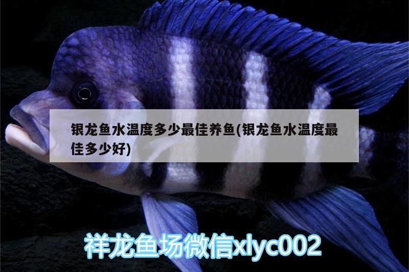 銀龍魚水溫度多少最佳養魚(銀龍魚水溫度最佳多少好)
