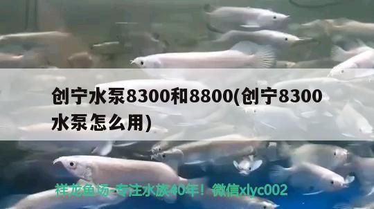 創寧水泵8300和8800(創寧8300水泵怎么用)