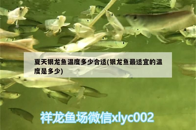夏天銀龍魚溫度多少合適(銀龍魚最適宜的溫度是多少)