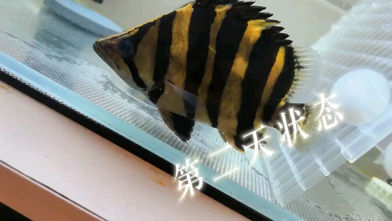 二球虎第二天還保持著明可以可以