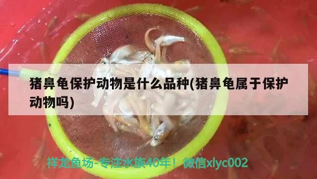 豬鼻龜保護(hù)動物是什么品種(豬鼻龜屬于保護(hù)動物嗎)