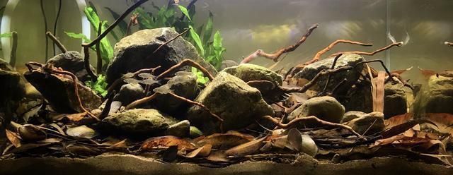 高檔龍魚缸鋪底怎么鋪好看，如何鋪設高檔龍魚缸底部