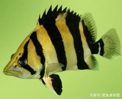 印尼虎魚體色變化原因，印尼虎魚體色變化的自我保護機制