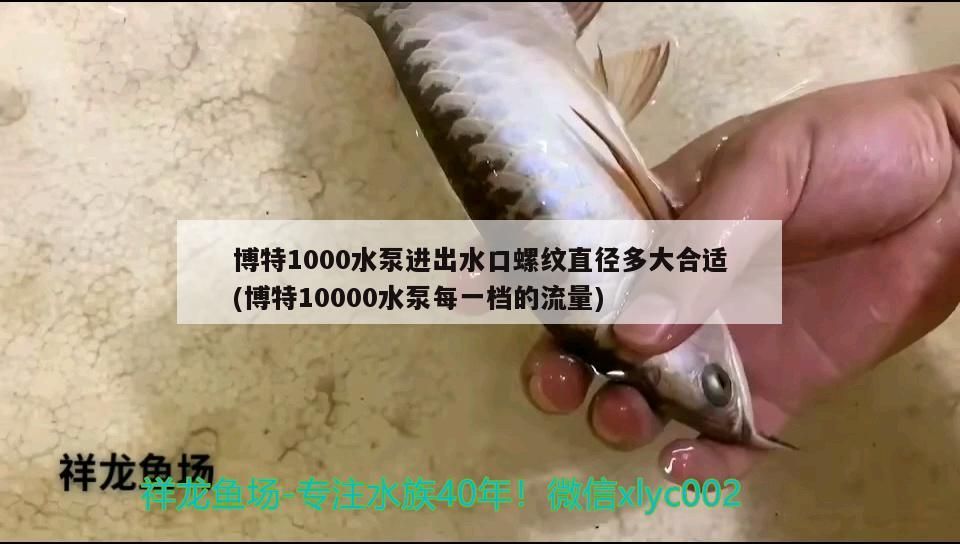 博特1000水泵進出水口螺紋直徑多大合適(博特10000水泵每一檔的流量)