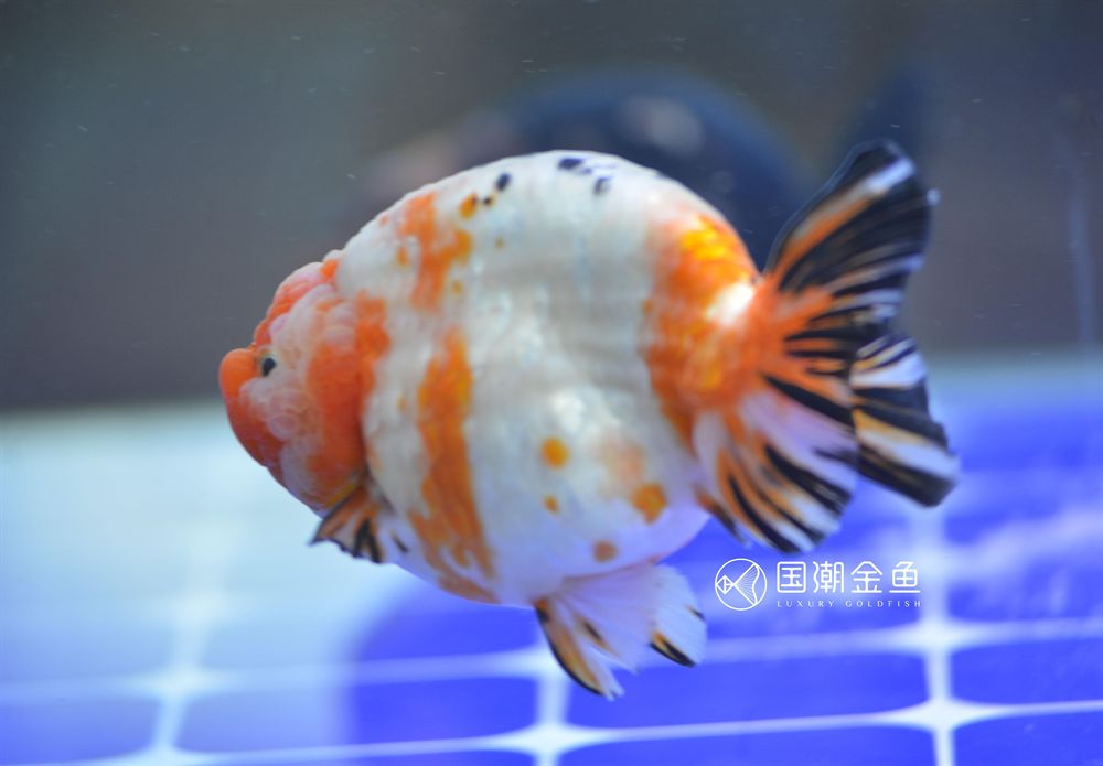 26厘米魚缸可以養多少魚：如何選擇合適的魚缸尺寸