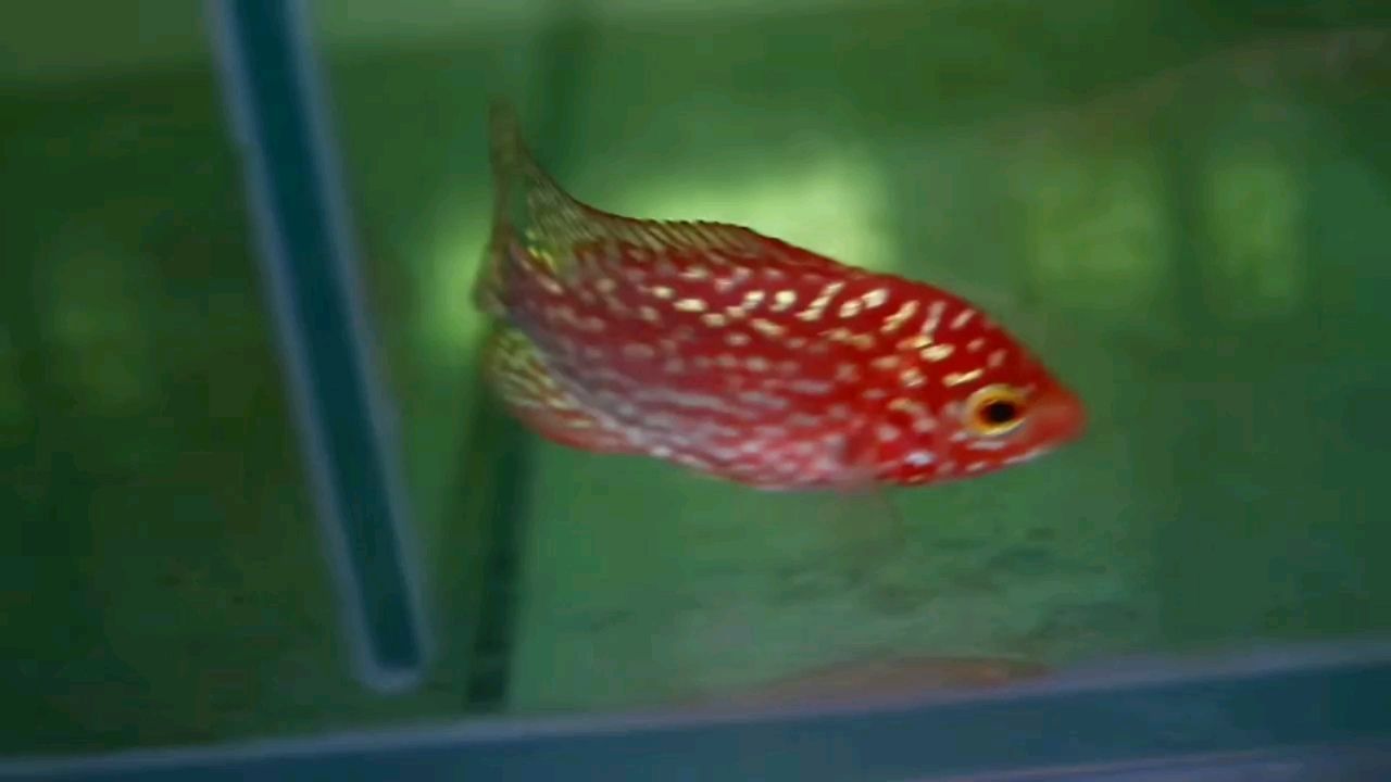 攀枝花市東區(qū)自然水族店