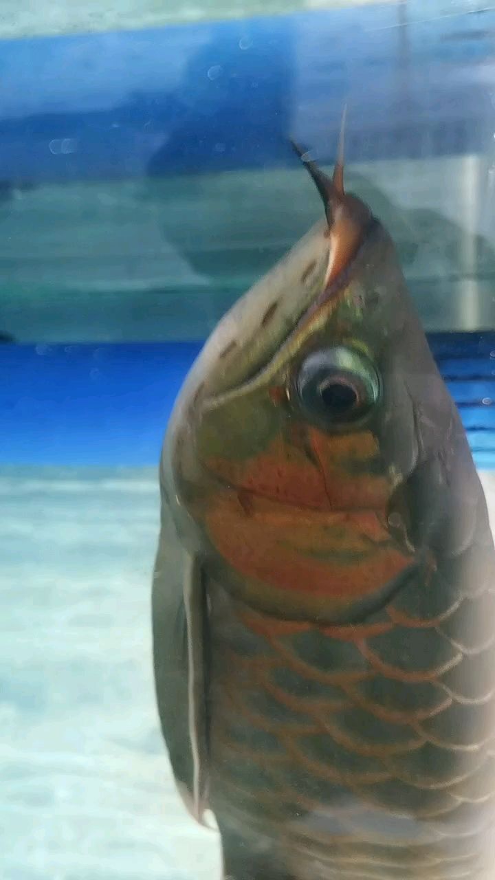 像蟲紋，記錄一下，馬上要被魚友撈走了