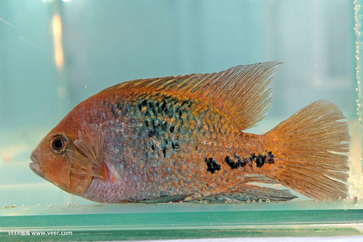 高端淡水觀賞魚排名前十名有哪些（淡水觀賞魚的起源與發(fā)展）