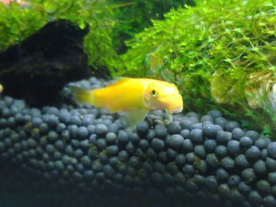 高端淡水觀賞魚排名前十名有哪些（淡水觀賞魚的起源與發(fā)展）