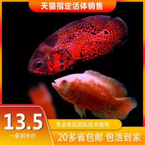 高端淡水觀賞魚排名前十名有哪些（淡水觀賞魚的起源與發展）