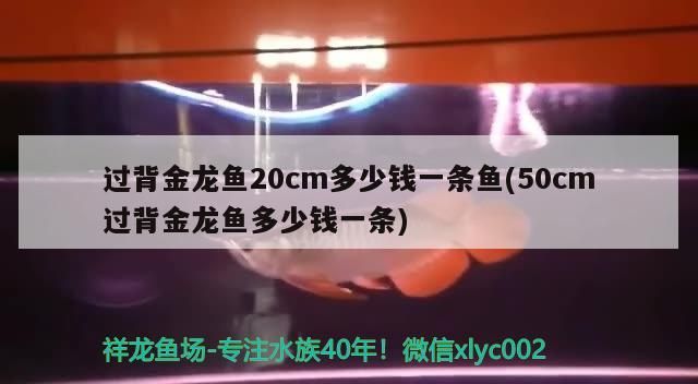 過背金龍魚20cm多少錢一條魚(50cm過背金龍魚多少錢一條)