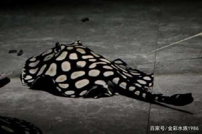 魟魚吃飽了是不是就不動了：「魟魚吃飽了是不是就不動了」
