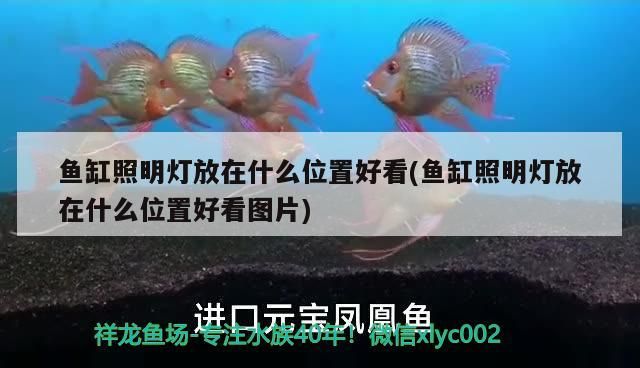 魚缸照明燈放在什么位置好看(魚缸照明燈放在什么位置好看圖片)