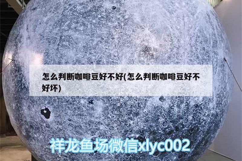 怎么判斷咖啡豆好不好(怎么判斷咖啡豆好不好壞) 怎么判斷咖啡豆好不好(怎么判斷咖啡豆好不好壞) 馬來西亞咖啡