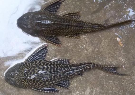 創(chuàng)寧與森森變頻魚缸水泵哪個(gè)好（創(chuàng)寧與森森變頻魚缸水泵哪個(gè)好一點(diǎn)）
