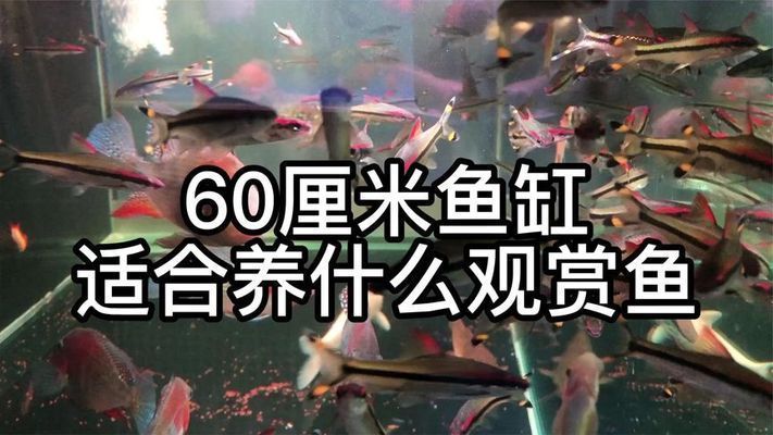 500w的魚缸加熱棒一天多少度電：500w的魚缸加熱棒一天的耗電量是多少？