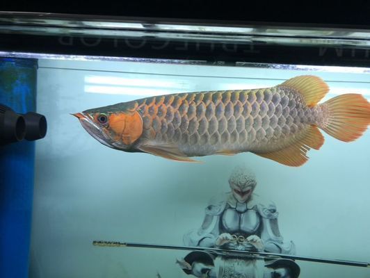 龍魚翻腮手術后能長好嗎？vs祥龍魚場：龍魚翻腮手術后恢復情況如何？