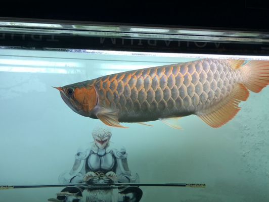 龍魚翻腮手術后能長好嗎？vs祥龍魚場：龍魚翻腮手術后恢復情況如何？