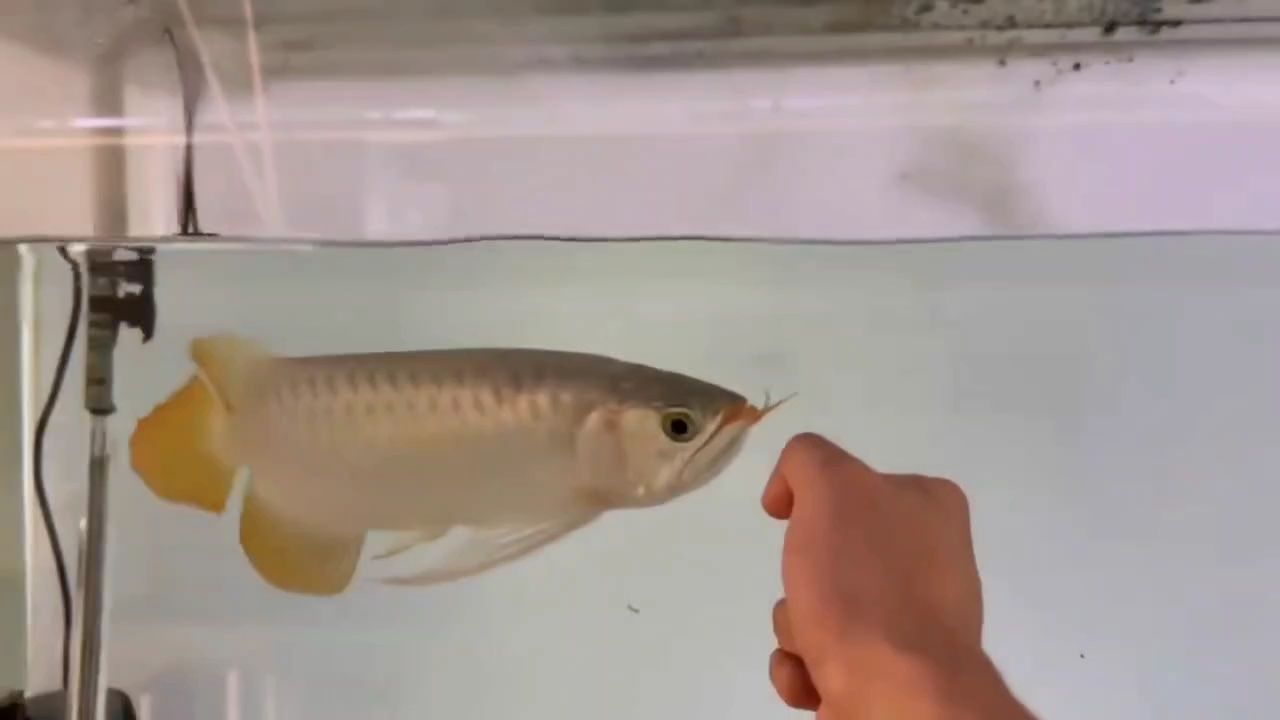鼓喉鈍頭緊湊個體