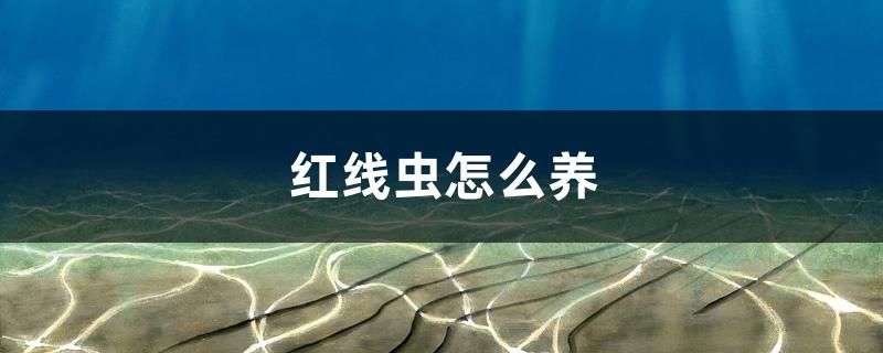 紅線蟲怎么養(yǎng)