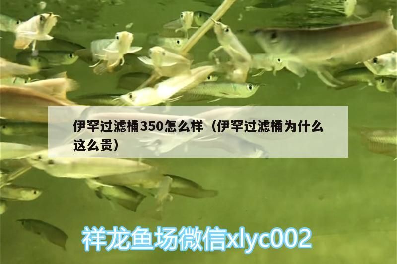 我的虎魚真菌感染了要怎么處理 伊罕過濾桶350怎么樣(伊罕過濾桶為什么這么貴) 伊罕水族 伊罕過濾桶350怎么樣(伊罕過濾桶為什么這么貴) 伊罕過濾桶350怎么樣(伊罕過濾桶為什么這么貴) 伊罕水族