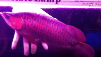 蘋(píng)果壁紙超清4K全屏，讓你的屏幕煥然一新，超清4K蘋(píng)果壁紙，一鍵煥新你的屏幕視覺(jué)體驗(yàn) 蘋(píng)果壁紙超清4K全屏，讓你的屏幕煥然一新，超清4K蘋(píng)果壁紙，一鍵煥新你的屏幕視覺(jué)體驗(yàn) 龍魚(yú)百科 第2張