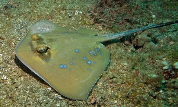 魟是不是魔鬼魚：魟魚和魔鬼魚在某些方面有一定的相似性，但它們并不是同一種魚類
