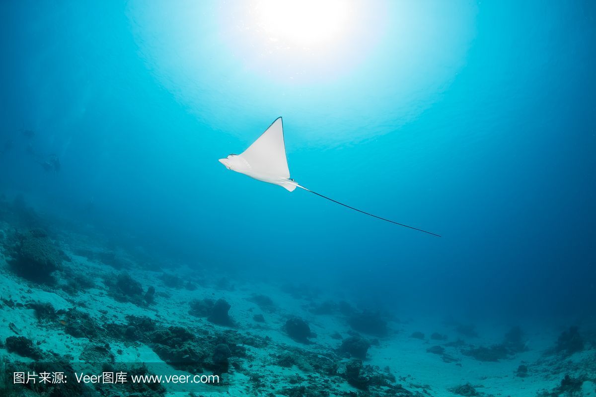 魟是不是魔鬼魚：魟魚和魔鬼魚在某些方面有一定的相似性，但它們并不是同一種魚類