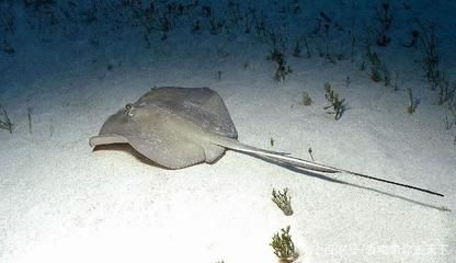 魟是不是魔鬼魚：魟魚和魔鬼魚在某些方面有一定的相似性，但它們并不是同一種魚類