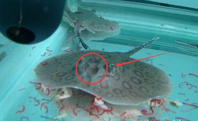 魟魚細菌感染癥狀:魟魚細菌感染是一種常見的疾病,可能會導致一系列的癥狀 魟魚百科 第1張 魟魚細菌感染癥狀:魟魚細菌感染是一種常見的疾病,可能會導致一系列的癥狀 魟魚細菌感染癥狀:魟魚細菌感染是一種常見的疾病,可能會導致一系列的癥狀 魟魚百科 第1張