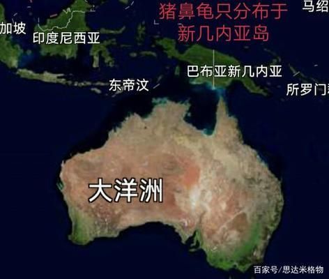 豬鼻龜帶證：養殖豬鼻龜的注意事項